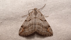 Aplocera efformata