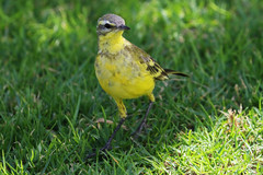 Motacilla flava beema