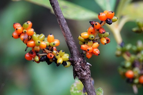 Coprosma robusta