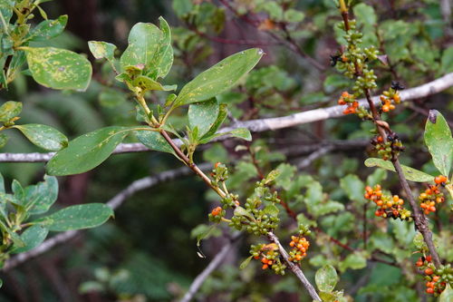 Coprosma robusta