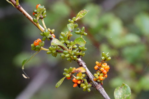 Coprosma robusta