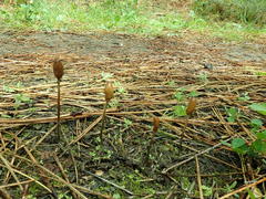 Galeropsis polytrichoides