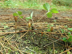 Galeropsis polytrichoides