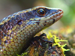 Eutropis rudis