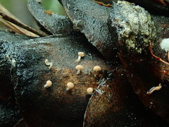 Strobilurus diminutivus