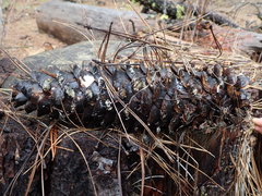 Strobilurus diminutivus