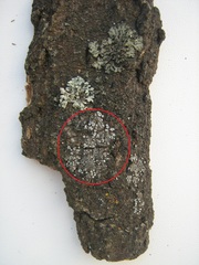 Lecanora populicola