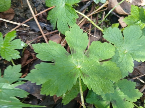 Dusky crane's-bill