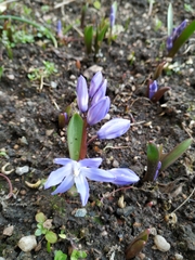 Scilla luciliae