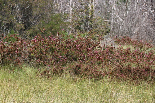 Erica verticillata, photograph 6