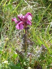 Pedicularis rostratocapitata