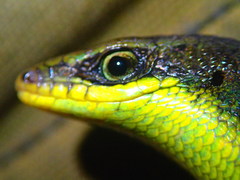 Eutropis rudis