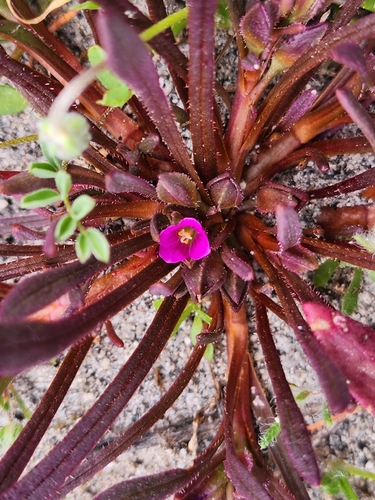 Calandrinia ciliata