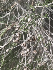 Melaleuca halmaturorum