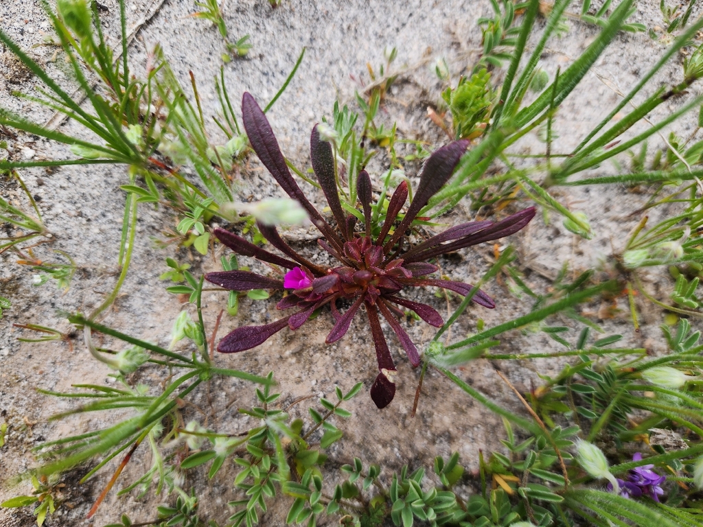 Calandrinia ciliata; photograph (c) GREGORY ANTHONY PAUCA TANCO, some rights reserved (CC BY)