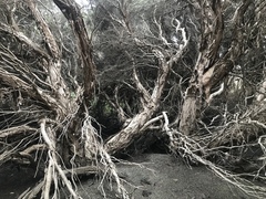 Melaleuca halmaturorum