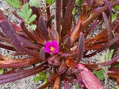 (c) GREGORY ANTHONY PAUCA TANCO, some rights reserved (CC BY) Calandrinia ciliata, photograph (c) GREGORY ANTHONY PAUCA TANCO, some rights reserved (CC BY)