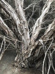 Melaleuca halmaturorum