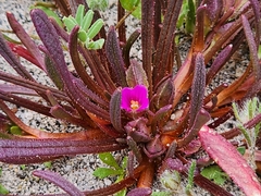 (c) GREGORY ANTHONY PAUCA TANCO, some rights reserved (CC BY) Calandrinia ciliata, photograph (c) GREGORY ANTHONY PAUCA TANCO, some rights reserved (CC BY)