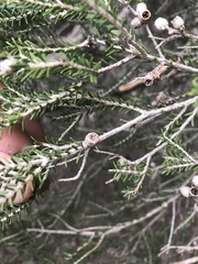 Melaleuca halmaturorum