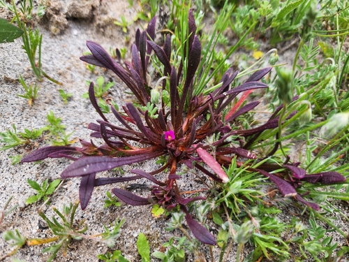 Calandrinia ciliata, photograph 6