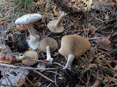 Clitocybe albirhiza