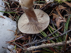 Clitocybe albirhiza