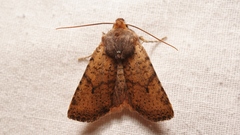 Conistra staudingeri