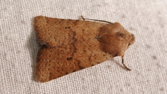 Conistra staudingeri