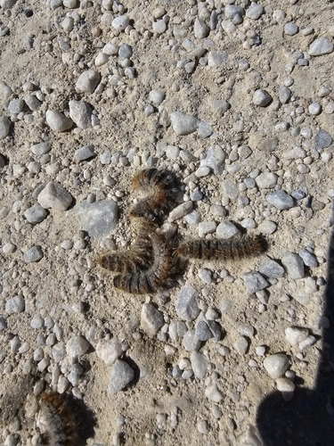 Avistamiento Thaumetopoea pityocampa