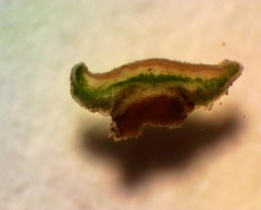 Lecanora populicola