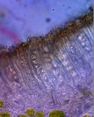 Lecanora populicola