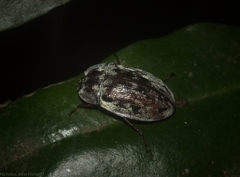 Heleina