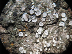 Lecanora populicola