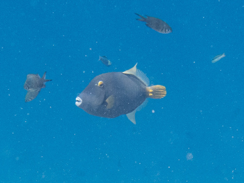 Cantherhines dumerilii