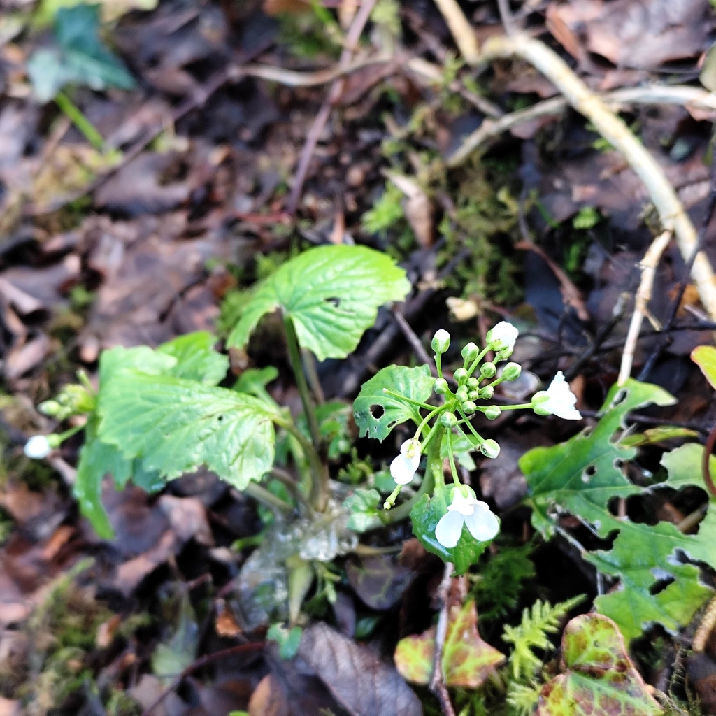 Pachyphragma macrophyllum; photograph (c) Aaron Wallace, some rights reserved (CC BY)