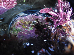 Haliotis cracherodii