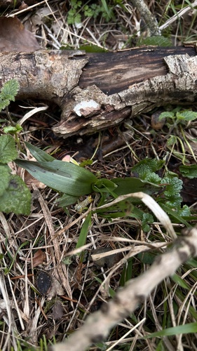 Fly Orchid (Ophrys insectifera)