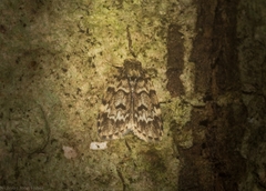 Scaphidriotis xylogramma