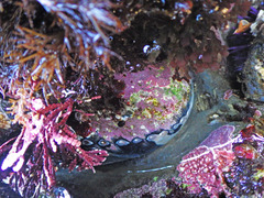 Haliotis cracherodii