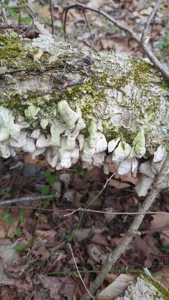Trichaptum biforme · March 2026 · photo: © daveozric (iNaturalist, cc-by)