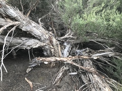 Melaleuca halmaturorum