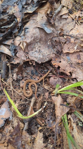Red-bellied Snake