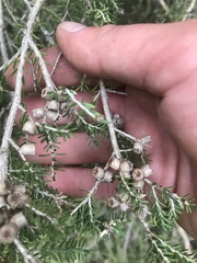 Melaleuca halmaturorum