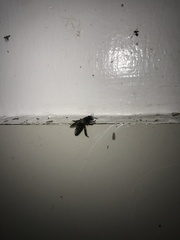 Apis dorsata breviligula