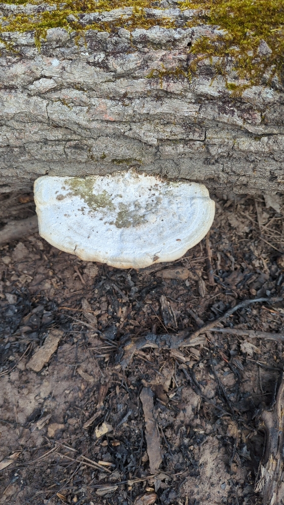 Trametes lactinea · March 2026 · photo: © daveozric (iNaturalist, cc-by)