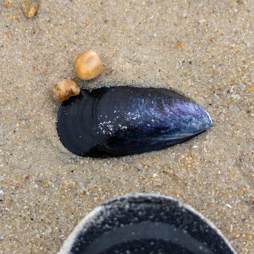Mytilus edulis