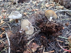 Clitocybe albirhiza