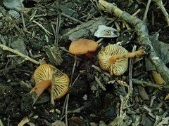 Rhodophana nitellina
