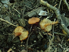 Rhodophana nitellina